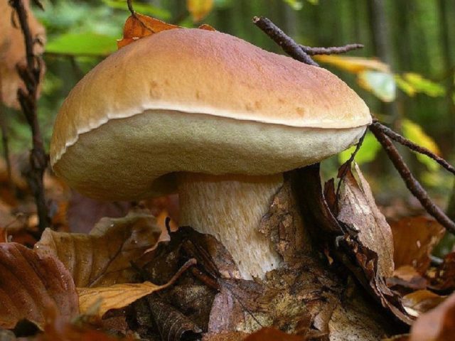 White mushroom in the Krasnodar Territory: when and where to collect