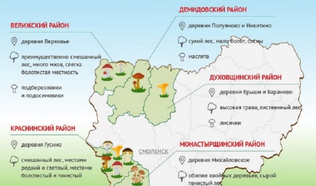 White mushroom in the Krasnodar Territory: when and where to collect