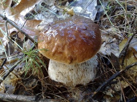 White mushroom in the Krasnodar Territory: when and where to collect