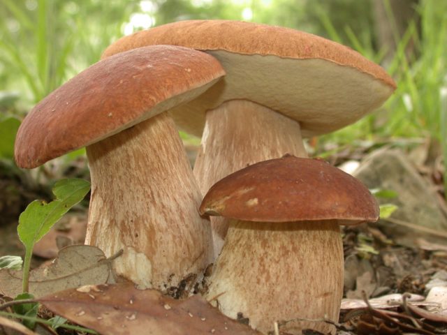 White mushroom: photo and description, varieties