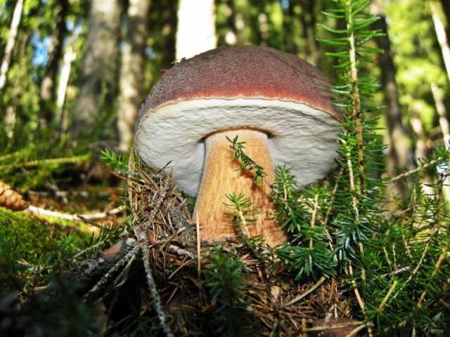 White mushroom: photo and description, varieties