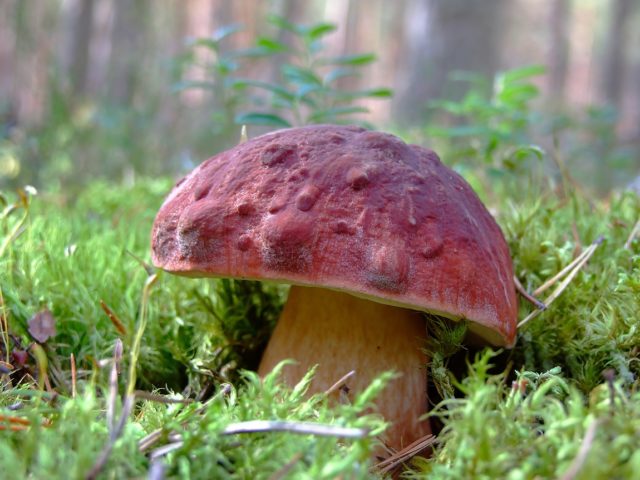 White mushroom: photo and description, varieties