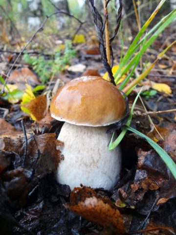 White mushroom: photo and description, varieties