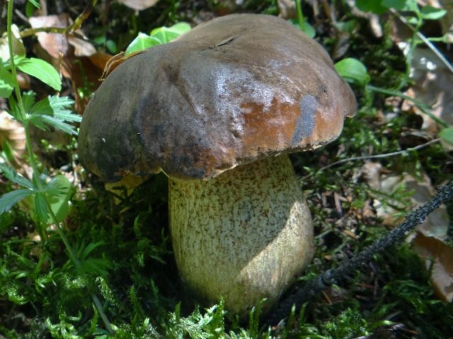 White mushroom: photo and description, varieties