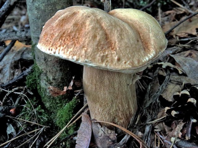 White mushroom: photo and description, varieties