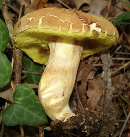 White mushroom: photo and description, varieties