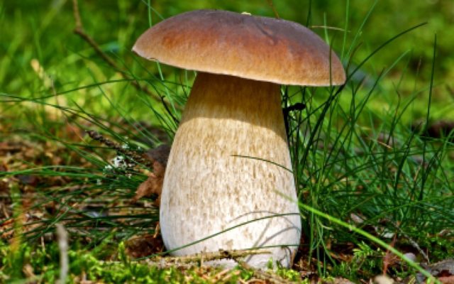 White mushroom: photo and description, varieties