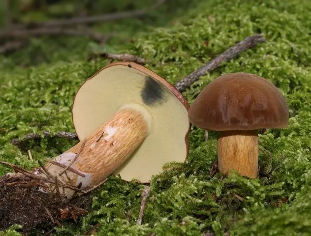 White mushroom, similar to white, turns blue on the cut: causes, edibility