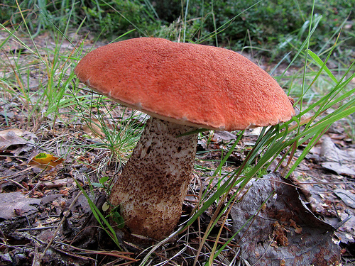 White mushroom, similar to white, turns blue on the cut: causes, edibility