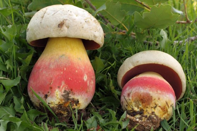 White mushroom turned pink: why, is it possible to eat