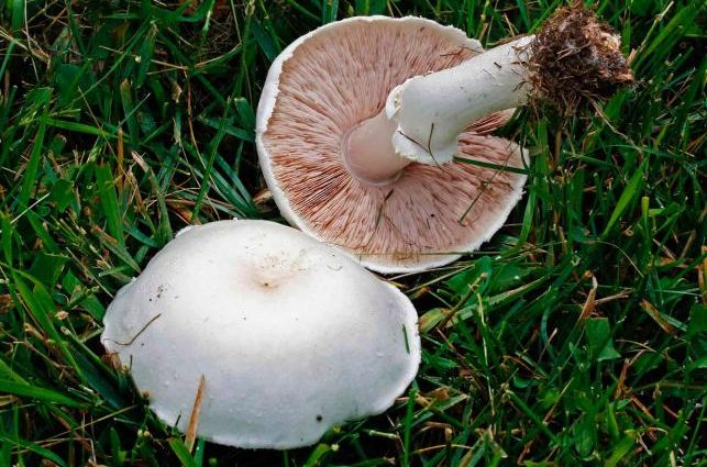 White mushroom turned pink: why, is it possible to eat