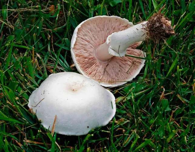 White mushroom turned pink: why, is it possible to eat