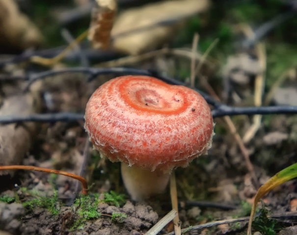 White mushroom (white wave): photo and description