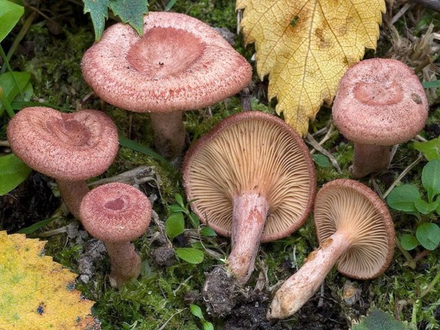 White mushroom (white wave): photo and description