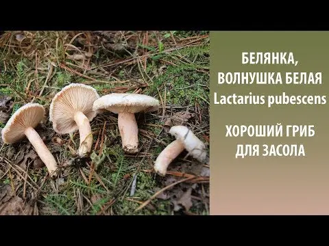 White mushroom (white wave): photo and description