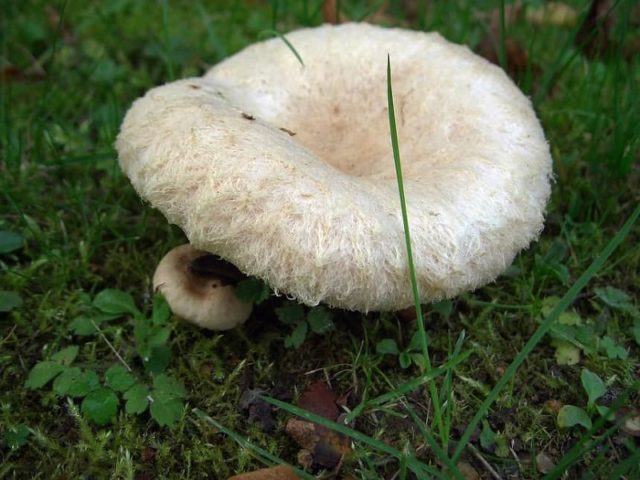 White mushroom (white wave): photo and description