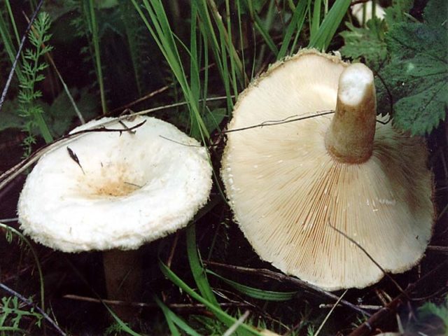 White mushroom (white wave): photo and description