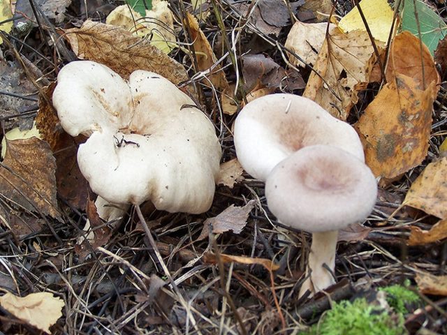 White mushroom (white wave): photo and description