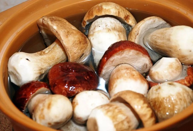 White mushrooms: benefits, contraindications, use, calories