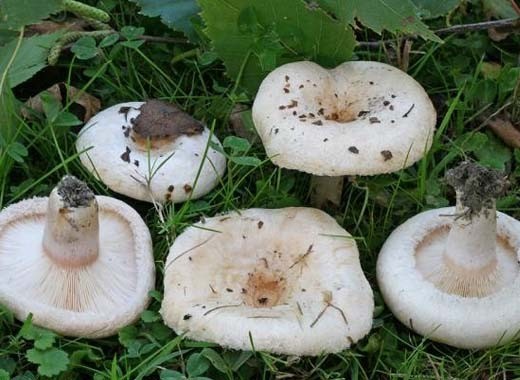 White mushrooms (white waves): recipes and methods for preparing mushroom dishes