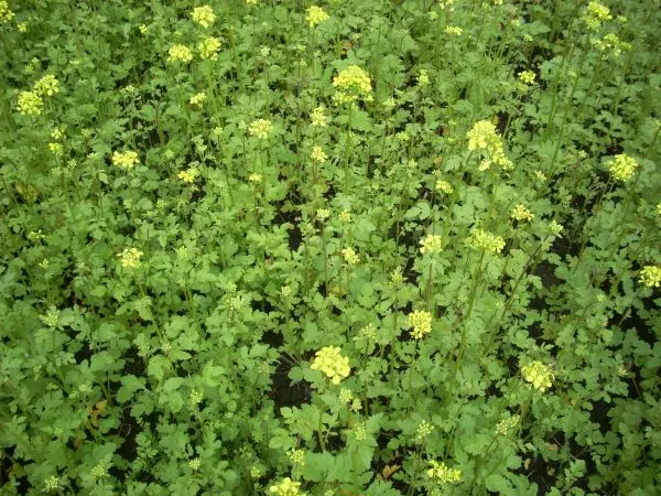 White mustard like green manure: when to sow in spring?