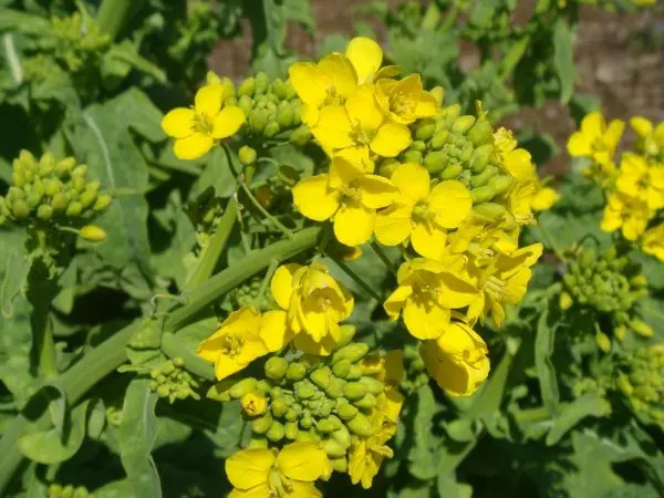 White mustard like green manure: when to sow in spring?