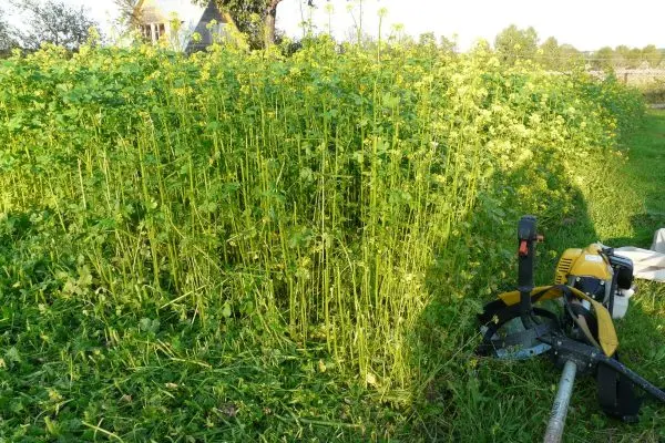 White mustard like green manure: when to sow in spring?