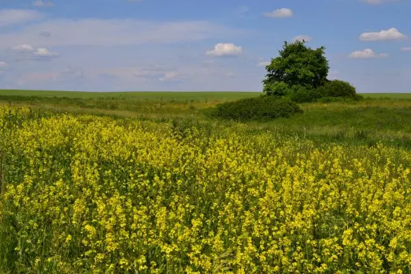 White mustard like green manure: when to sow in spring?