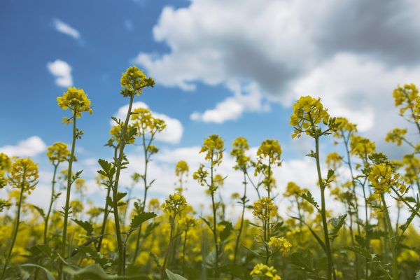 White mustard like green manure: when to sow in spring?