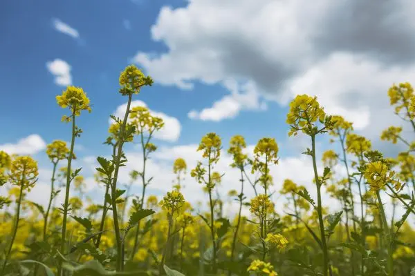 White mustard like green manure: when to sow in spring?