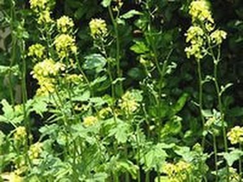 White mustard like green manure: when to sow in spring?