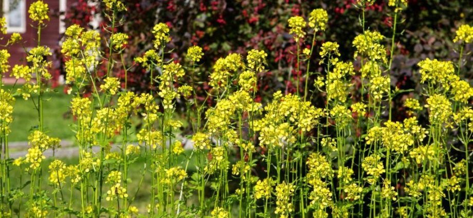 White mustard like green manure: when to sow in spring?