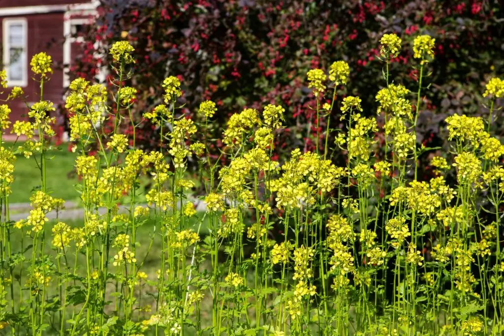 White mustard like green manure: when to sow in spring?