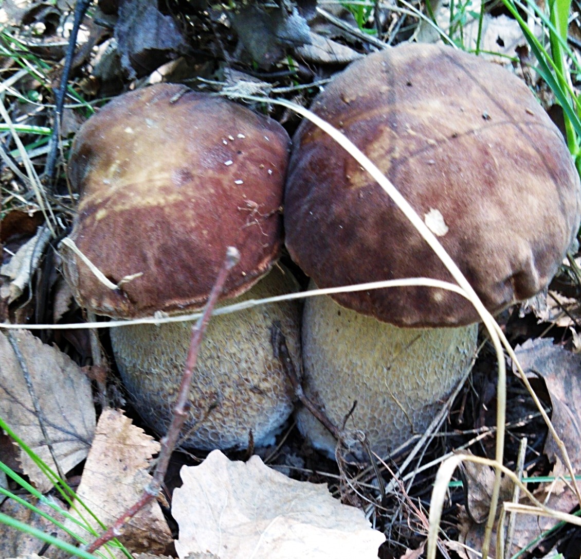 White oak mushroom (Boletus reticulatus) photo and description