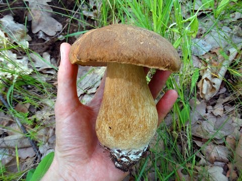 White oak mushroom (Boletus reticulatus) photo and description