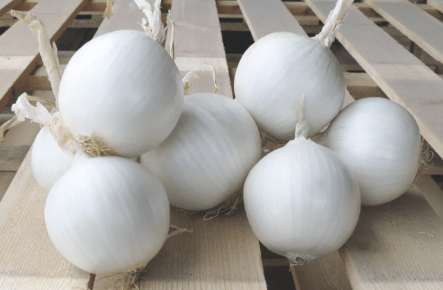 White onion: how it differs from ordinary onion, when to plant, useful properties, composition