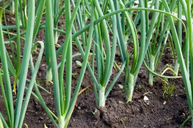 White onion: how it differs from ordinary onion, when to plant, useful properties, composition