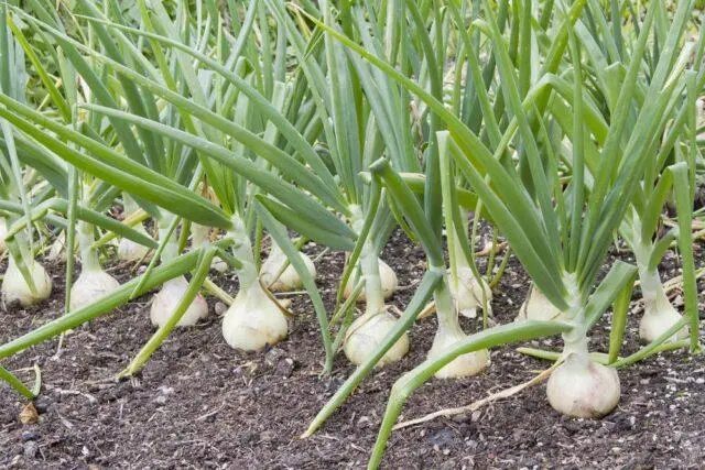 White onion: how it differs from ordinary onion, when to plant, useful properties, composition