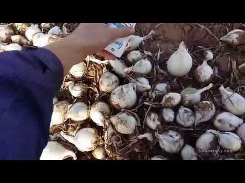 White onion: how it differs from ordinary onion, when to plant, useful properties, composition