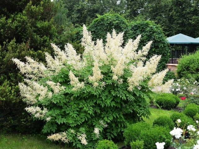 White perennials: photo 