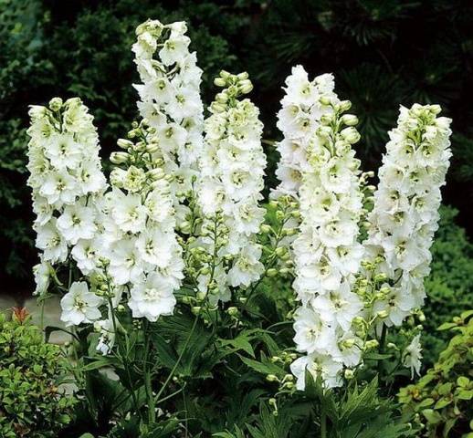 White perennials: photo 