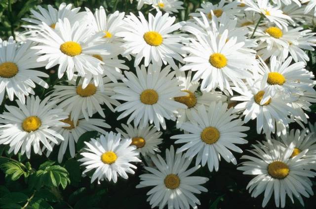 White perennials: photo 