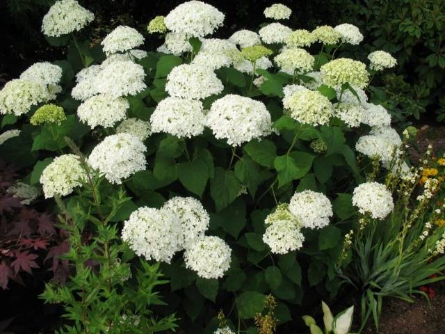 White perennials: photo 