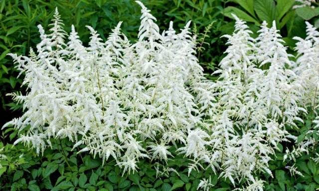 White perennials: photo 