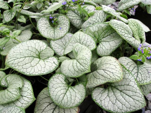 White perennials: photo 