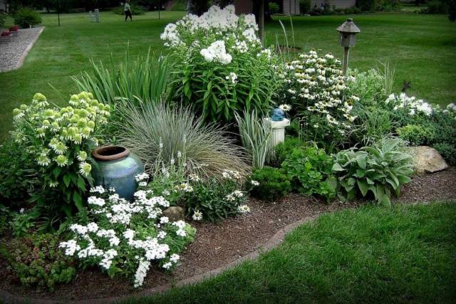 White perennials: photo 