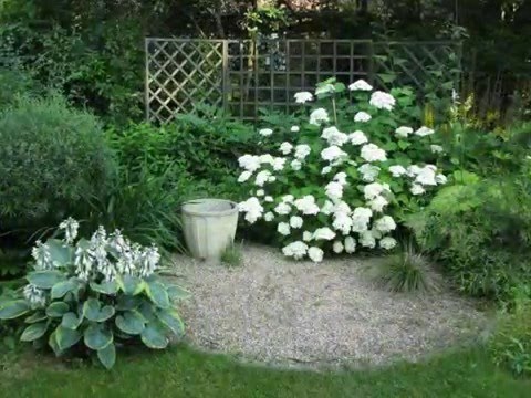 White perennials: photo 