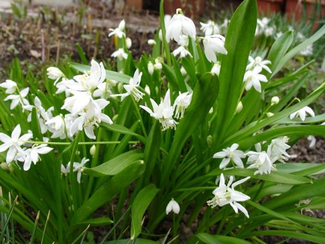 White perennials: photo 