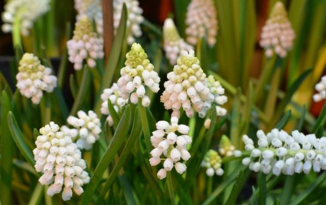 White perennials: photo 