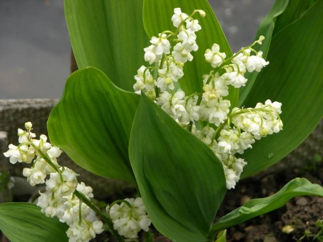 White perennials: photo 